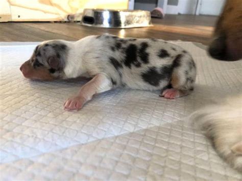 Female blue merle rough collie puppy Boone - Puppies for Sale Near Me