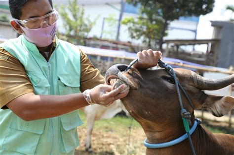 Jelang Idul Adha Pemkot Tangsel Cek Kesehatan Hewan Kurban Persepsi