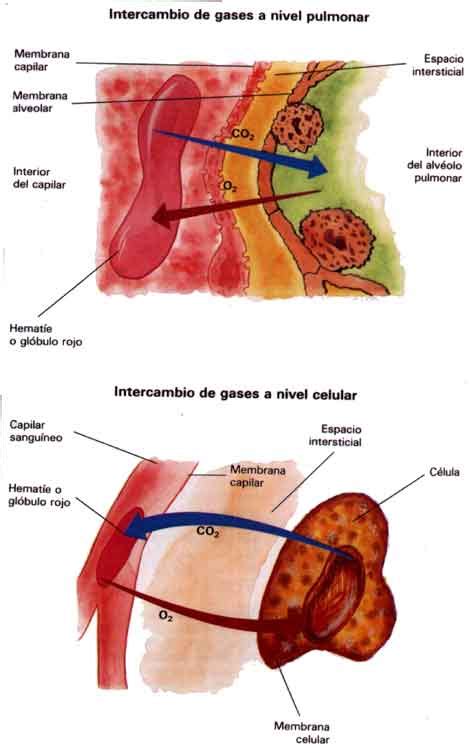 Morfología Hematosis