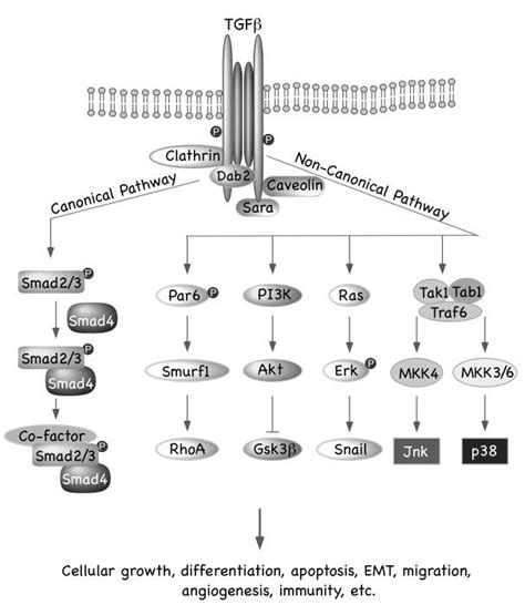 A New Pre Print Answers Some Questions About Age Related