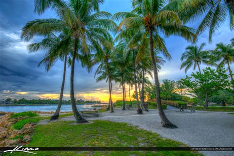 Coconut Tree At Dubois Park Jupiter Inlet Royal Stock Photo