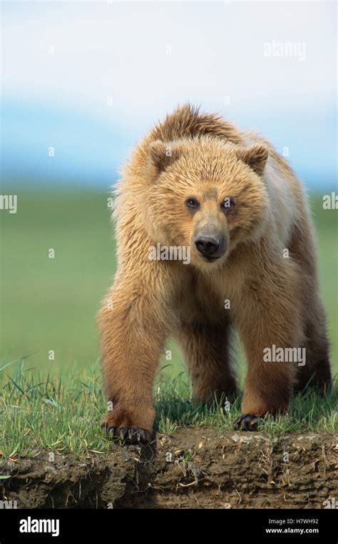 Grizzly Bear Ursus Arctos Horribilis 2 Year Old Female Portrait