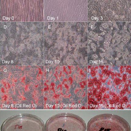 Differentiation Of HMADS Cells HMADS Cells Were Grown To Confluence