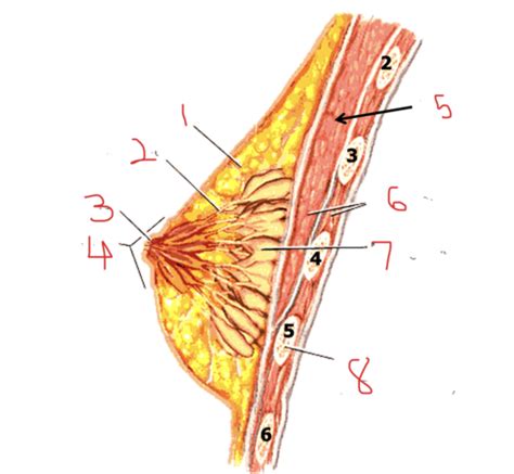 Anatomy Of Breast Flashcards Quizlet