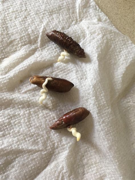 Growing a date palm from seeds at home! These three are rooting after ...