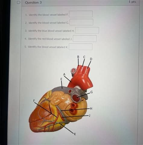 Solved Identify The Red Blood Vessel Labeled A Ide