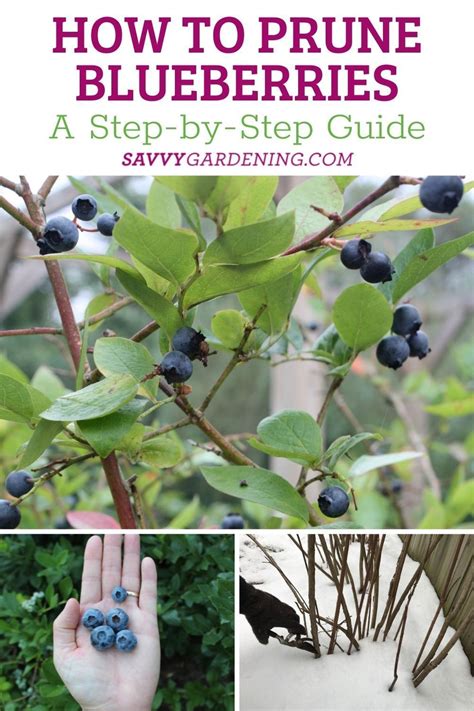 Pruning Blueberries Step By Step Instructions For More Fruit Fruit