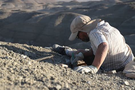 Hallazgo En La Patagonia Argentina Descubrieron Una Nueva Especie De Dinosaurio Carnívoro Infobae