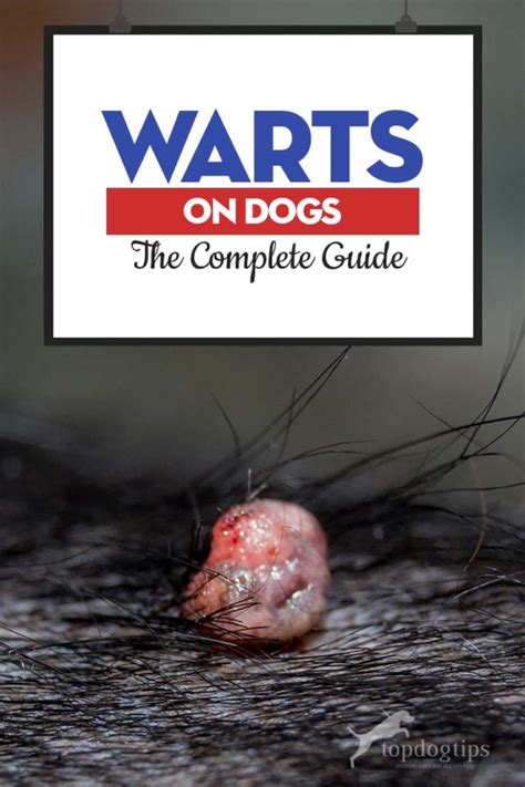 Warts on Dogs: The Complete Guide for Dog Owners