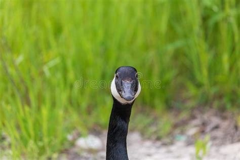 Staring Goose Stock Image Image Of Goose Birds Wildlife 31449751