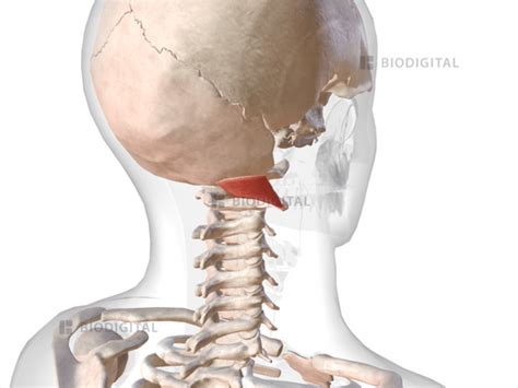 Right Obliquus Capitis Superior Biodigital Anatomy