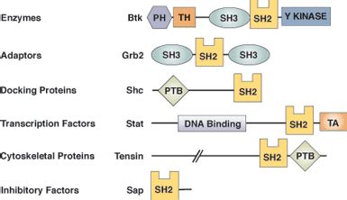 SH2 Protein Domain | Phospho-Tyr Binding | CST