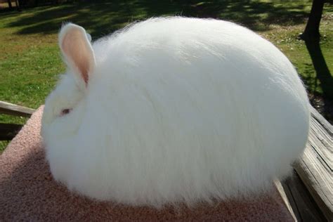 How to Care for an Angora Rabbit - Petrabbits.org