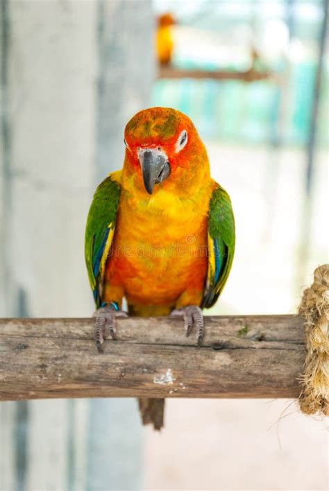 Colorful Parrot Bird Sitting On The Perch Stock Image Image Of Color