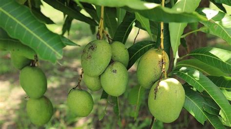 Bentuk Daun Pohon Mangga - 53+ Koleksi Gambar