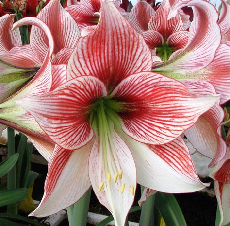 Double Amaryllis Bulbs Red And White Hippeastrum Fragrant Amaryllis