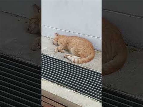 Found Orange Tabby Cat Napping At Pm Youtube