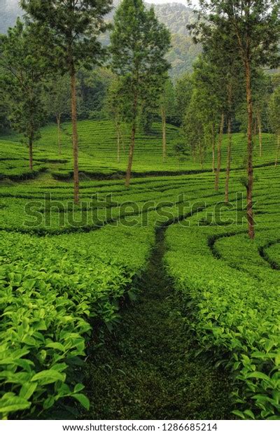 Стоковая фотография 1286685214: Gunung Mas Tea Plantation Puncak West ...