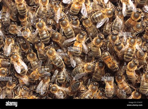 Honey Bee Swarm Stock Photo - Alamy