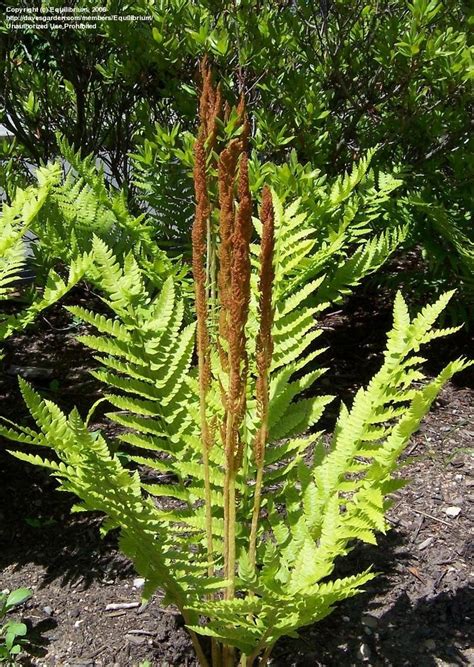 Plantfiles Pictures Osmunda Species Cinnamon Fern Osmunda Cinnamomea