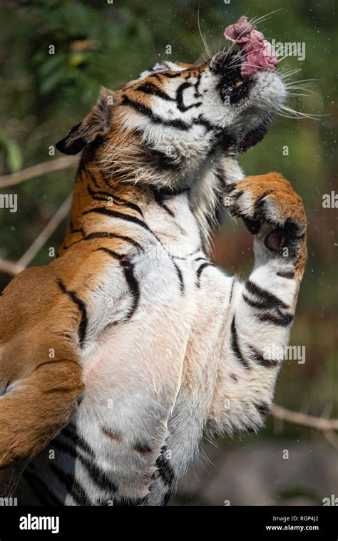 Tiger eating, Tiger is showing food hunting behavior in zoo Stock Photo ...