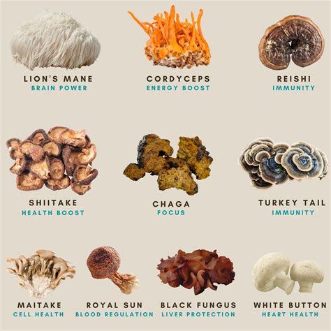 Lion's Mane Mushroom Sleep Benefits Are Helping People Rest Tonight - RYZE Superfoods