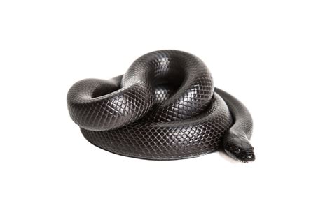 Mexican Black Kingsnake Care Guide – Reptile Cymru