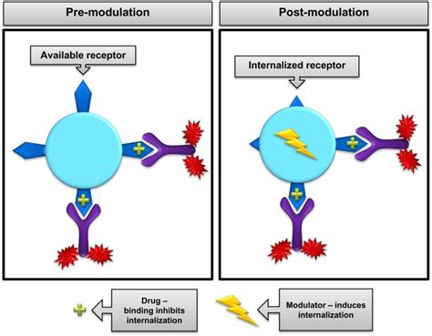 Role Of Receptor Occupancy Assays By Flow Cytometry In Drug Development