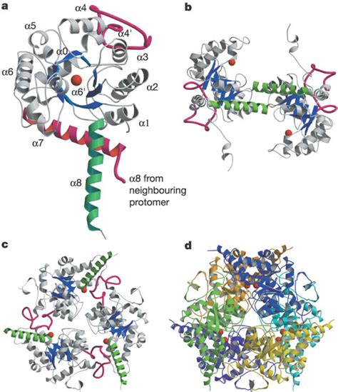 Overall structure of MPS.a, Protomer structure of MPS showing -helix ...