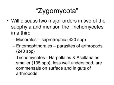 PPT - “Zygomycota” PowerPoint Presentation, free download - ID:9655811