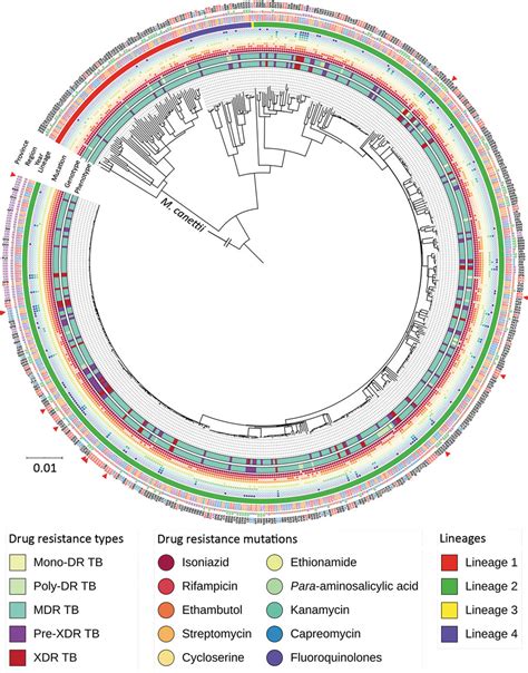 Figure 2 Clusters Of Drug Resistant Mycobacterium Tuberculosis