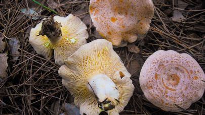 Lactarius Chrysorrheus The Ultimate Mushroom Guide