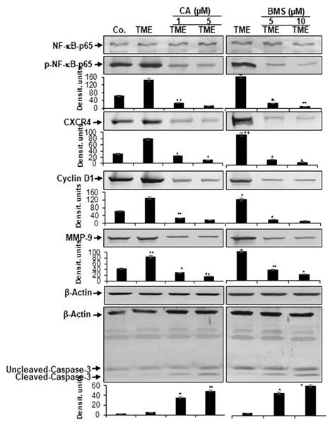 Biomedicines Free Full Text Targeting Nf κb Signaling By Calebin A A Compound Of Turmeric