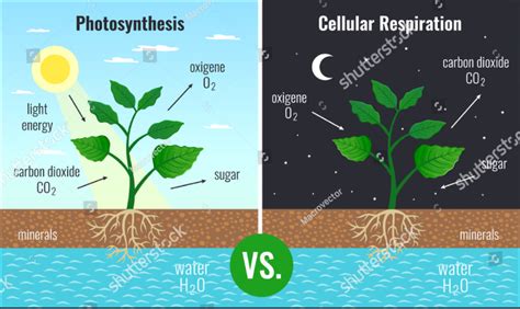 6.L.1.2 & 2.1 Photosynthesis, Respiration, Transpiration, Tropism - 6.L ...