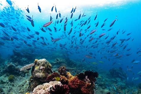 Cairns Snorkelling Tours - How to see the Great Barrier Reef