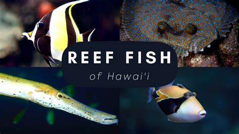 Top Reef Fish Found In Hawai I Youtube