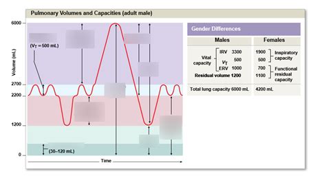 Pulmonary Volumes And Capacities Diagram Quizlet