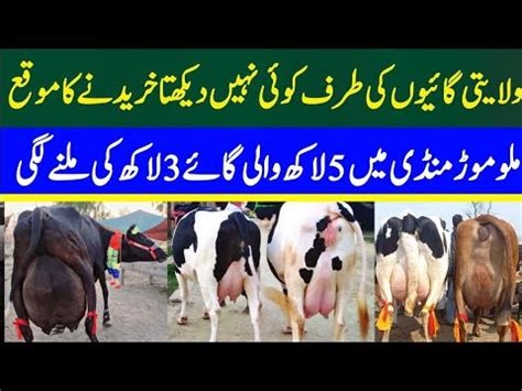 Today Malumor Mandi Jhang Update Cows Fresh Rates Update Janwar