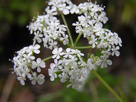 Anthriscus sylvestris 'Going For Gold' - monksilvernursery.co.uk