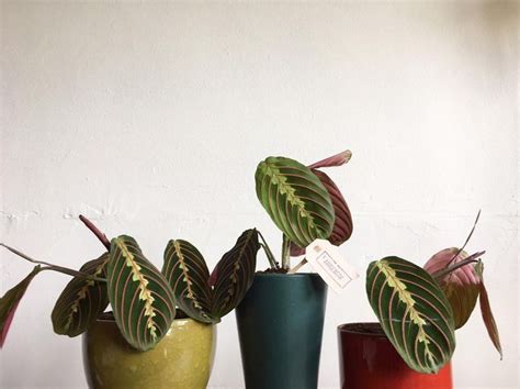 Three Different Colored Vases With Plants In Them