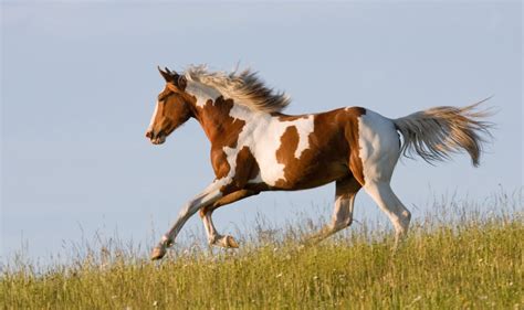 256 Appaloosa Horse Names Perfect for Your Spotted Equine!