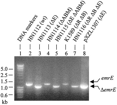 Con Fi Rmation Of EmrE Pae Deletion By PCR Ampli Fi Cation Of The EmrE