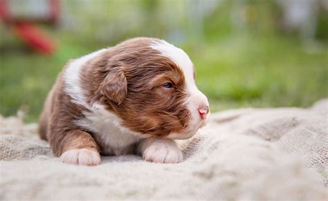 Tous Les Chiots Naissent Avec Les Yeux Bleus Vrai Ou Faux