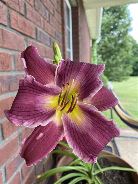 A Gorgeous hibiscus bloom. - Planters Place