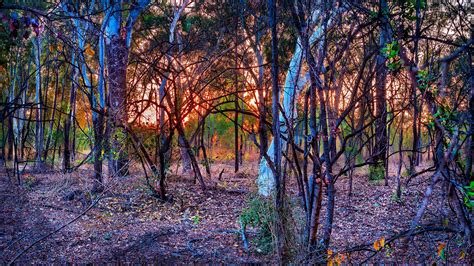 Australian Bush Sunrise Dry - Free photo on Pixabay