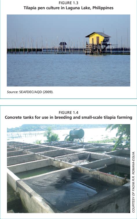 Figure 1 3 From On Farm Feed Management Practices For Nile Tilapia Oreochromis Niloticus In