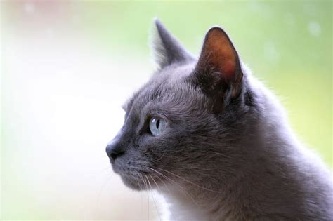 Cosa Fare Se Il Gatto Respira Male E Non Mangia Esauriente It