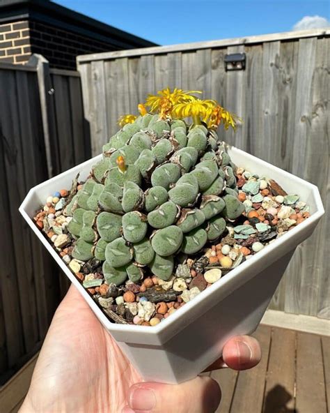 Types Of Popular Conophytum Pictorial Guide