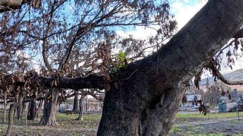 Historic Banyan Tree In Maui Shows Signs Of Growth After Wildfire Damage