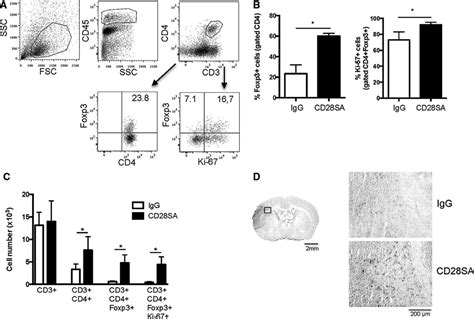 Amplification Of Regulatory T Cells Using A Cd28 Superagonist Reduces